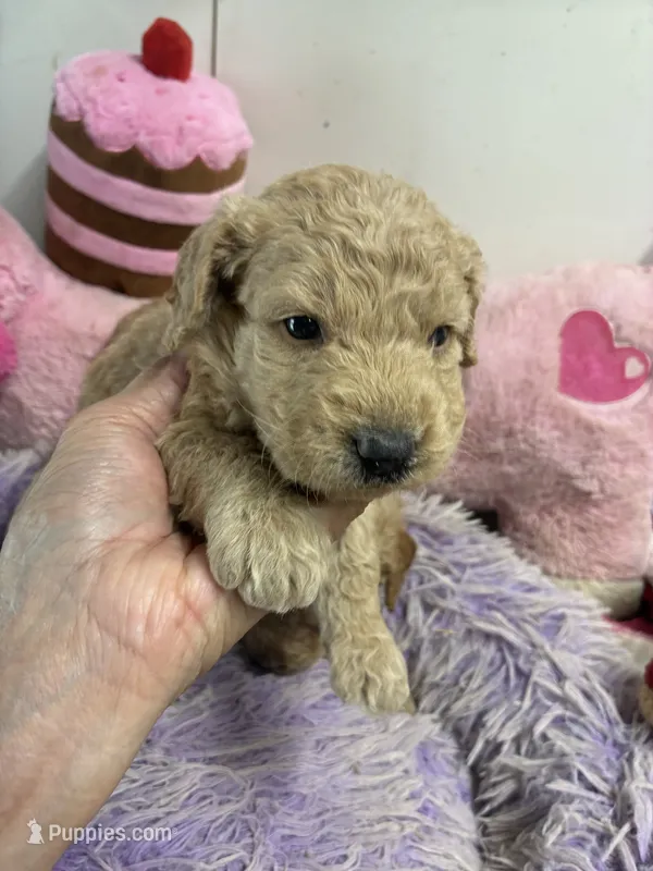Goldilocks  – Goldendoodle puppy for sale in Concordia, KS