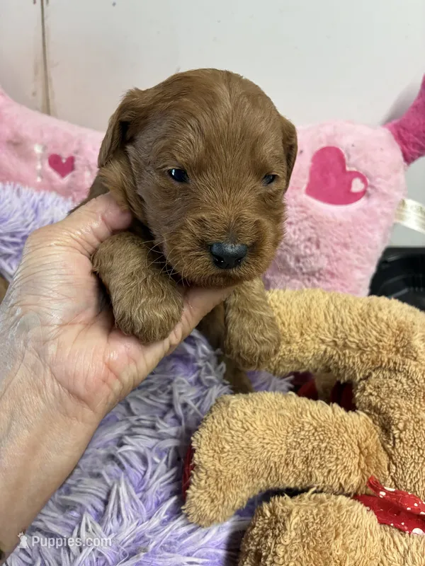 Archie – Goldendoodle puppy for sale in Concordia, KS