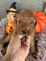 Red Rover, a male Goldendoodle for sale in Concordia, KS – 1 of 4