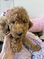 Ready to Go Pebbles , a female Goldendoodle for sale in Concordia, KS – 2 of 4