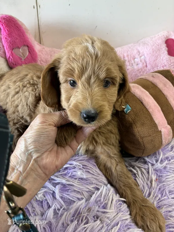 Sheyanne – Goldendoodle puppy for sale in Concordia, KS