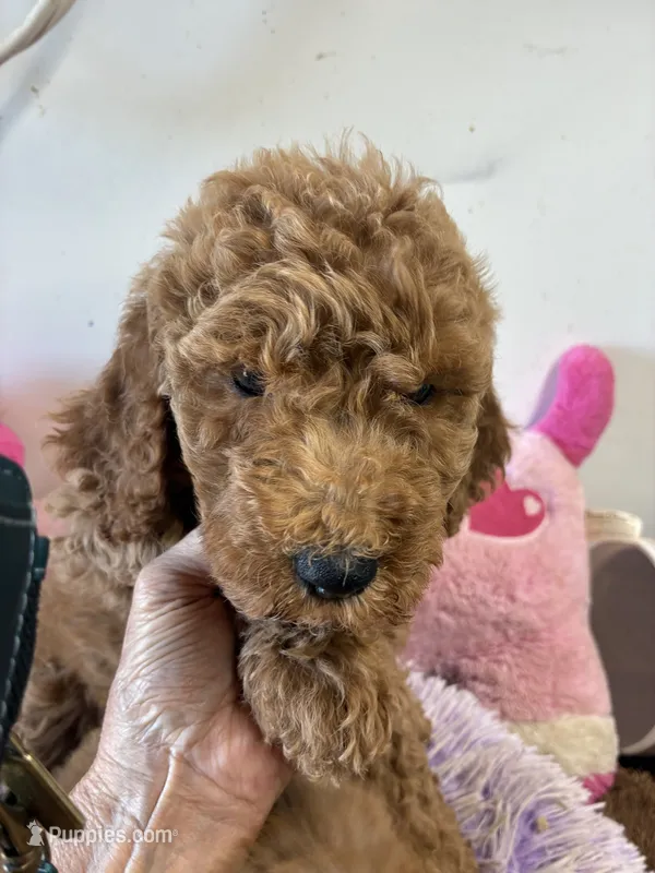 Pebbles  – Goldendoodle puppy for sale in Concordia, KS