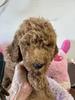 Pebbles , a female Goldendoodle for sale in Concordia, KS – 1 of 5