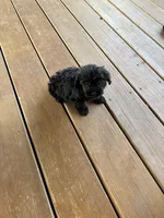 Bella, a female Yorkipoo for sale in Concordia, KS – 5 of 6
