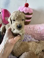 Goldilocks , a female Goldendoodle for sale in Concordia, KS – 3 of 4