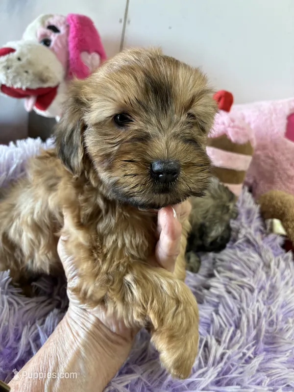 Pumpkin  – Shihpoo puppy for sale in Concordia, KS