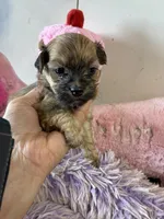 Sweet Pea, a female Shihpoo for sale in Concordia, KS – 1 of 7