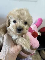 Ready to go Peaches , a female Shihpoo and Poodle - Toy  for sale in Concordia, KS – 4 of 4