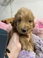 Rusty, a male Goldendoodle for sale in Concordia, KS – 3 of 3
