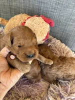 Colby, a male Goldendoodle for sale in Concordia, KS – 5 of 7