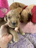 Archie , a male Goldendoodle for sale in Concordia, KS – 2 of 6