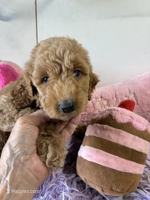 Vivian  – Goldendoodle puppy for sale in Concordia, KS
