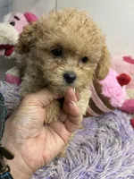 Pepe, a male Poodle - Toy  for sale in Concordia, KS – 2 of 9