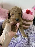 Gigi, a female Goldendoodle for sale in Concordia, KS – 5 of 8