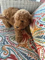 Gorgeous Pebbles , a female Goldendoodle for sale in Concordia, KS – 4 of 4