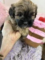 Snickerdoodle , a male Shihpoo for sale in Concordia, KS – 2 of 7