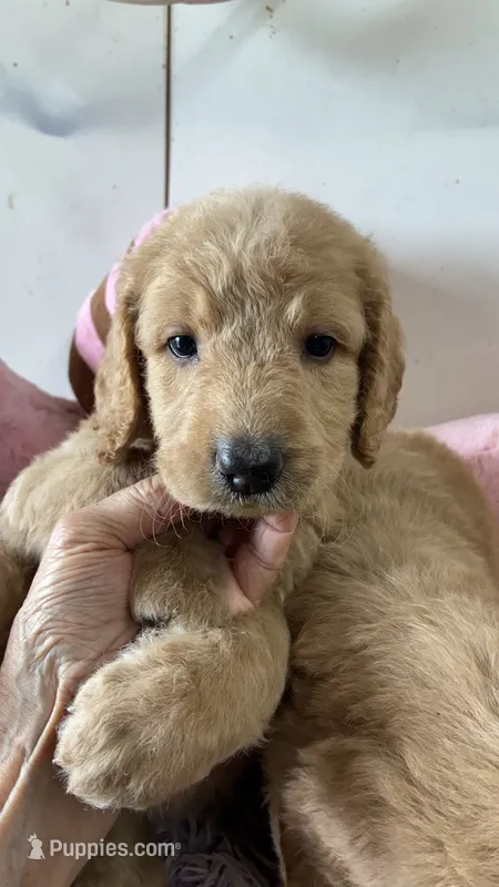 Vivian – Goldendoodle puppy for sale in Concordia, KS