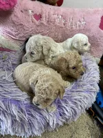 Rusty, a male Peekapoo for sale in Concordia, KS – 4 of 5