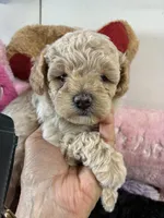 Butterball , a male Shihpoo for sale in Concordia, KS – 3 of 8