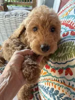 Precious Paris, a female Goldendoodle for sale in Concordia, KS – 3 of 4