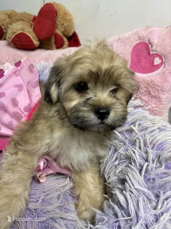 Sophie  – Shihpoo puppy for sale in Concordia, KS