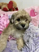 Sophie , a female Shihpoo for sale in Concordia, KS – 1 of 7