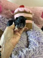 Bella, a female Shihpoo for sale in Concordia, KS – 2 of 10