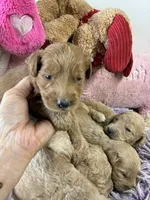 Skittles, a female Goldendoodle for sale in Concordia, KS – 3 of 5