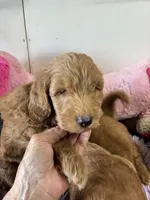 Beau , a male Goldendoodle for sale in Concordia, KS – 2 of 4