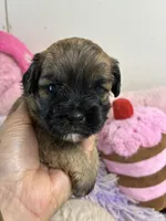 Candy, a male Shihpoo for sale in Concordia, KS – 3 of 4