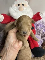 Christmas Dolly, a female Goldendoodle for sale in Concordia, KS – 5 of 5