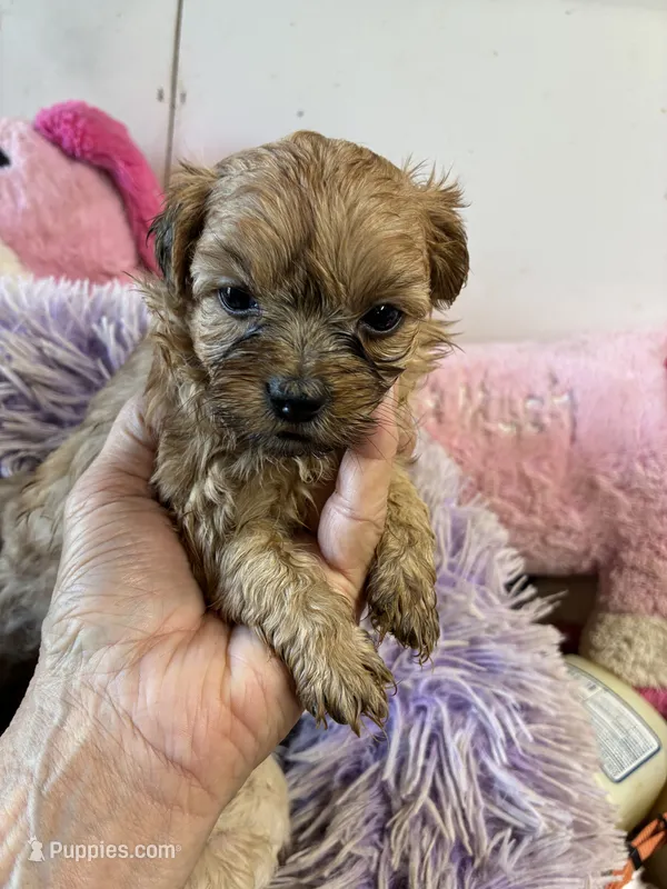 Marcy – Shihpoo puppy for sale in Concordia, KS
