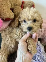 Pepe, a male Poodle - Toy  for sale in Concordia, KS – 5 of 9