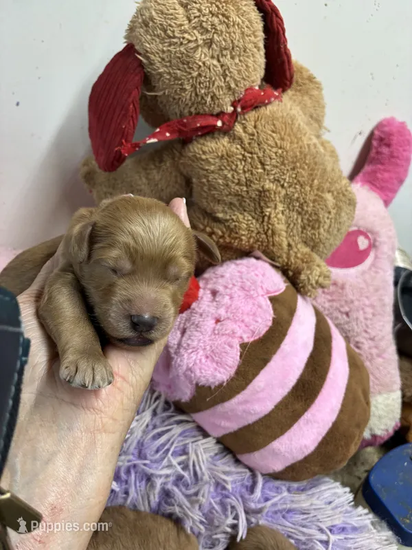 Opie – Goldendoodle puppy for sale in Concordia, KS
