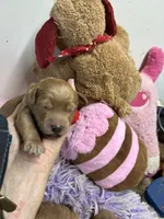 Opie, a male Goldendoodle for sale in Concordia, KS – 1 of 3