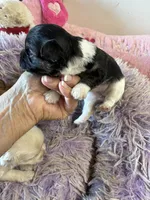 Lilly , a female Shihpoo for sale in Concordia, KS – 3 of 7