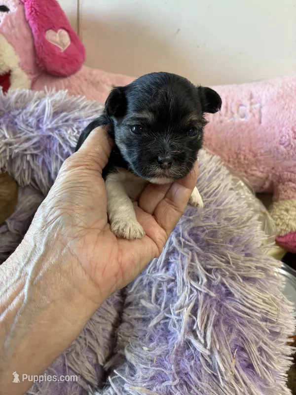 Lilly  – Shihpoo puppy for sale in Concordia, KS