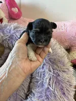 Lilly , a female Shihpoo for sale in Concordia, KS – 1 of 7