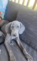AKC Hank, a male Weimaraner for sale in Concordia, KS – Photo 9 of 10