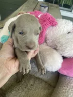 AKC Hank, a male Weimaraner for sale in Concordia, KS – Photo 3 of 10