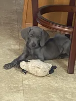 AKC Hank, a male Weimaraner for sale in Concordia, KS – Photo 6 of 10
