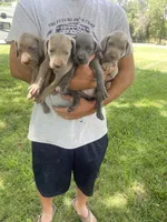 AKC Hank, a male Weimaraner for sale in Concordia, KS – Photo 1 of 10