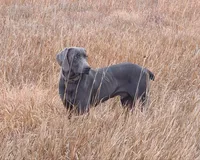 AKC Hank, a male Weimaraner for sale in Concordia, KS – Photo 5 of 10