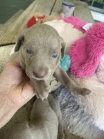 AKC Hank, a male Weimaraner for sale in Concordia, KS – Photo 2 of 10