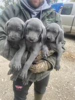 AKC Hank, a male Weimaraner for sale in Concordia, KS – Photo 4 of 10