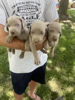 AKC Hank, a male Weimaraner for sale in Concordia, KS – Photo 10 of 10
