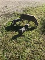 AKC Hank, a male Weimaraner for sale in Concordia, KS – Photo 7 of 10