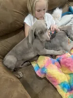 AKC Hank, a male Weimaraner for sale in Concordia, KS – Photo 8 of 10