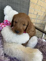 Archie, a male Goldendoodle for sale in Concordia, KS – Photo 6 of 7