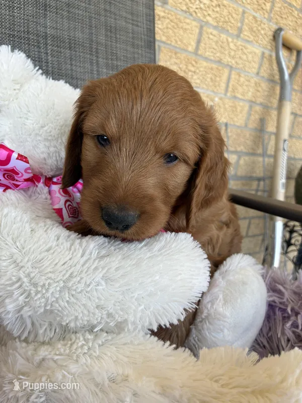 Archie – Goldendoodle puppy for sale in Concordia, KS
